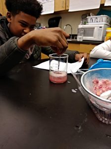 A student pulls a strand of strawberry DNA