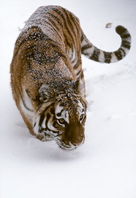 Siberian tiger photograph by  Dennis DeMello © WCS