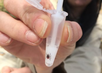 Tick sample being tested in the field for lyme disease.